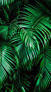 Fern Iphone Wallpaper Yellow Apple Wallpaper Dark Green Aesthetic