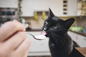 Why would a cat eat those? Can Cats Eat Yogurt