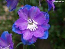 Delphinium Larkspur July I Want This Made Into A Tattoo For My Late Daughter Larkspur Flower July Birth Flower Larkspur Tattoo