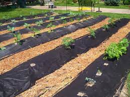 Plot Of Vegetables With Black Cloth Keep The Weeds Out Farm Gardens Farm Layout Healing Garden