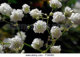 Pin On Flowers