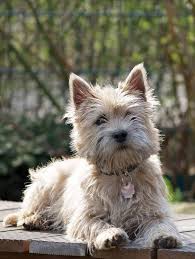 Image result for cairn teriér