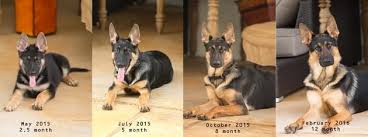 German shepherd puppy training will be the most fun you have ever had! Do German Shepherds Coats Change Color As They Grow