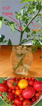 A short cut for anyone who loves to grow tomatoes: How To Grow Tomato Plants From Cuttings In 1 Week A Piece Of Rainbow