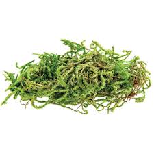 Check out our sphagnum moss selection for the very best in unique or custom, handmade pieces from our craft supplies & tools shops. Galapagos Terrarium Sphagnum Moss 4 Quart Petco