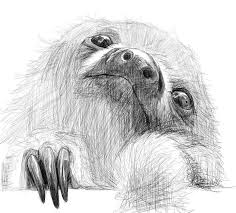 Pencil Drawing Sloth Google Search Sloth Drawing Sloth Art