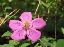 Image result for Heterotis decumbens