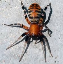 Maybe you would like to learn more about one of these? Ant Mimic Spider What S That Bug