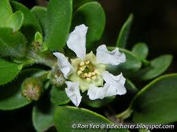 Image result for Pemphis