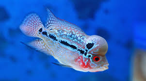 Knowing 7 Mesmerizing Types Of Louhan Fish Fish Hobbyist