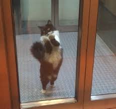 Metro Asansorunde Mahsur Kalan Yaramaz Kedi Pet Haber Gazetesi