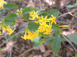 Image result for Cestrum × cultum