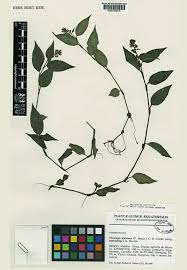 Image result for Floscopa africana