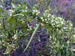 Image result for Cynanchum gonoloboides