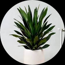 Image result for Dracaena aubryana
