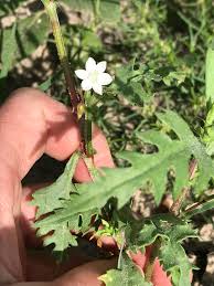 Image result for Oxygonum delagoense