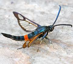 Image result for Syngonanthus longibracteatus