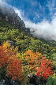 A good tree for a small garden; 4 Must See Fall Foliage Spots In Texas Texas Highways