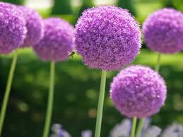 With basic informations about each flower and photos. The Best Purple Perennials Plants And Flowers Hgtv