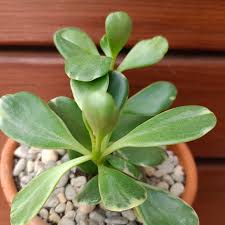 Image result for Kleinia schweinfurthii