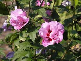 Image result for Hibiscus syriacus Violet Clair Double