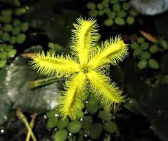 Image result for Nymphoides senegalensis