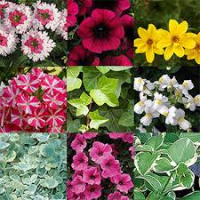 Asking annual flowers to put up with full sun, dry soil, or high humidity is no small challenge. Acorn Farms Genus Nursery Bulk Wholesale Trees Shrubs Perennials Roses Annuals For Green Industry