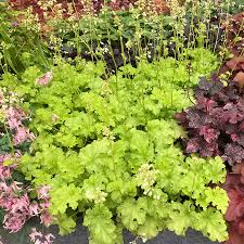 Heuchera Lime Rickey Terra Nova Nurseries Inc Heuchera 'lime marmalade' has slightly more tolerance to sun than similar varieties. heuchera lime rickey terra nova