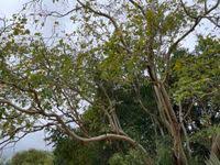 Image result for Millettia stuhlmannii