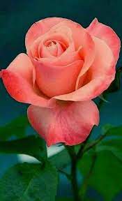 Help Make Your Garden Special Easy Garden Plants Beautiful Rose Flowers Hybrid Tea Roses Tea Roses