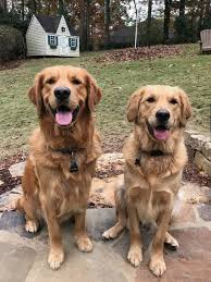 Ranger Gray And Bailey Hytop Goldies Akc Registered Golden Retrievers Dog Cuddles Golden Retriever Dogs
