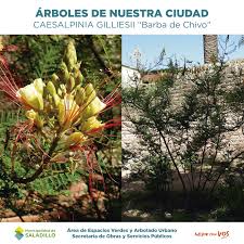 Fondo de comercio en venta en saladillo, buenos aires. Arboles De Nuestra Ciudad Municipalidad De Saladillo Facebook