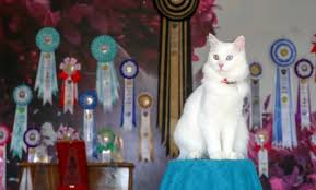 En Guzel Kedi Van Kedisi Su Global Kalem Global Perspektif Dogru Ve Ilkelli Haber Ajansi