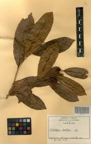 Image result for Octolepis decalepis