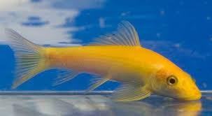 All pets club in branford is close by. Algae Eater Albino Allpetsclub Wallingford Ct Petstore Freshwater Fish Pet Store Aquarium Maintenance Fish Pet