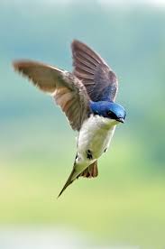 Beautiful Birds In Flight Images Such Beautiful Birds Tree Swallow Notiochelidon Cyanoleuca Swallow In Flight Birds Flying Bird Photography Bird