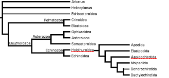 Sea Cucumber Classification