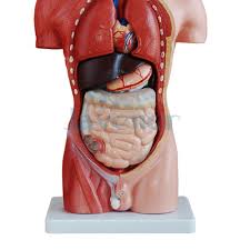 Doctors and medical instructors employ torso manikins to illustrate the complicated structure and functions of the internal organs. Human 42cm Male Torso Anatomical Model Skeleton Medical Anatomy 13 Part Ebay
