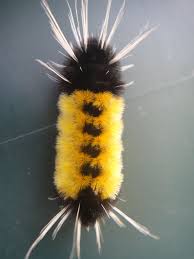 Black And Red Furry Caterpillar Uk Caterpillar Bugs And Insects Cool Insects Beautiful Bugs