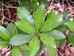 Image result for Manilkara