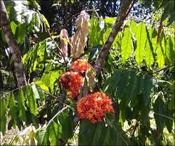 Ashoka Saraca Asoca Uses Benefits Ayurvedic Properties Dosage