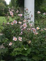 Product Viewer Shade Garden Perennials Anemone