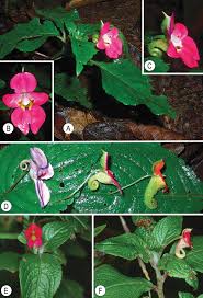 Image result for Impatiens gesneroidea
