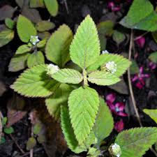 Image result for Lippia abyssinica
