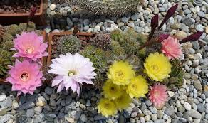 Succulents are not heavy feeders. When And How Fertilize Cactus And Succulent Plants The Correct Fertilizer