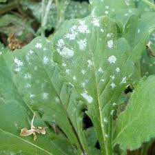 In wet soil, lamb's ears may rot. Controling Garden Diseases Garden Crossings