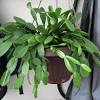 Christmas and thanksgiving cactus are from the schlumbergera cactus family and they are epiphytic cacti and grow naturally in the tropical rainforests hanging from trees where they get more moisture and shade than their desert sun loving cousins. 1