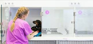 Animals normally are given an injection when being euthanized. What You Should Know Before Euthanizing Your Dog