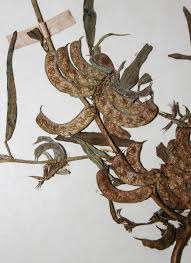 Image result for Indigofera rhytidocarpa