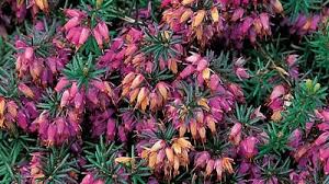 Image result for Erica